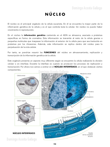 Nucleo-.pdf