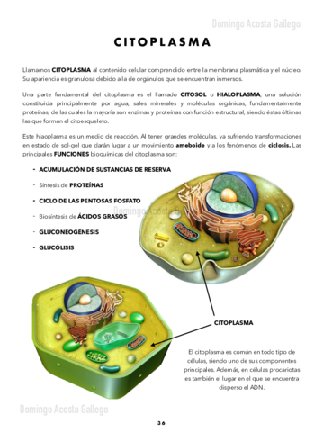 Organulos-I-Citoplasma-Ribosomas-Reticulo-Endoplasmatico-Aparato-de-Golgi-y-Lisosomas.pdf