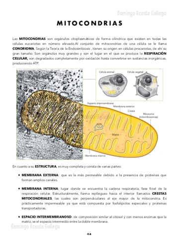 Organulos-II-Mitocondrias-Peroxisomas-Plastos-Vacuolas-Citoesqueleto-Centriolos-y-Cilios-y-Flagelos-.pdf