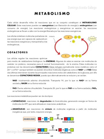 Metabolismo-.pdf
