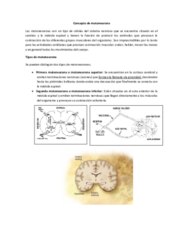 Neurona-Motora-Superior-e-Inferior.pdf