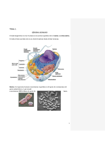 T2-GENOMA-HUMANO.pdf