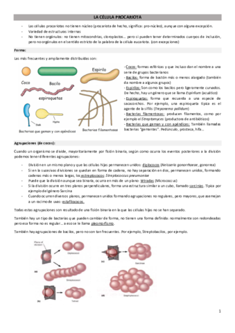 Tema-3-La-celula-procariota-falta-el-final.pdf