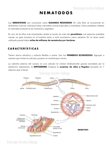Nematodos.pdf