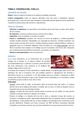 TEMA-5-VISCERAS-DEL-CUELLO.pdf