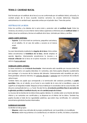 TEMA-2-CAVIDAD-BUCAL.pdf