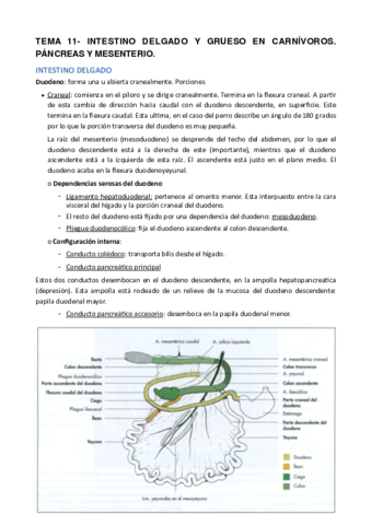 TEMA-11.pdf
