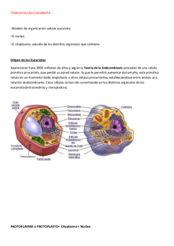TEMA-6-CELULA-EUCARIOTA.pdf