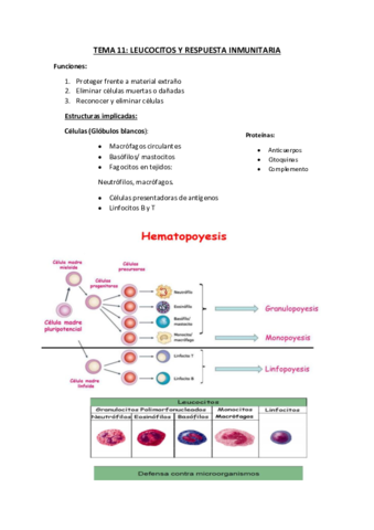 Tema-11-Leucocitos.pdf