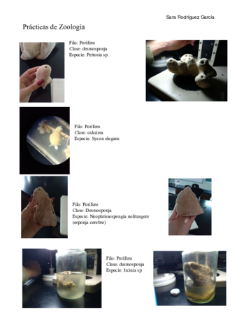 Examen-practico-de-zoologia.pdf