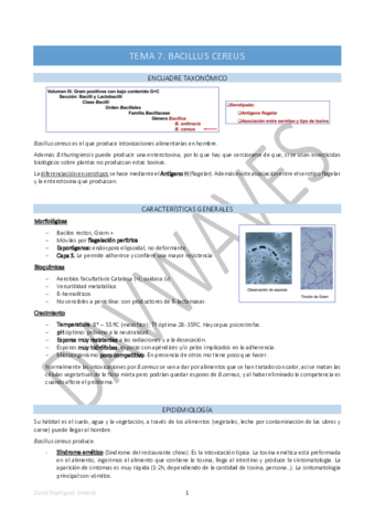 Tema-7-Bacillus-cereus.pdf