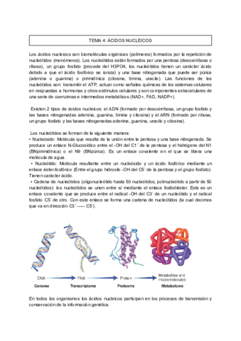 TEMA-4-ACIDOS-NUCLEICOS-BIOLOGIA-MOLECULAR.pdf