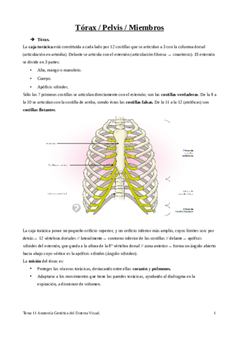 Tema-11-Torax-pelvis-miembros.pdf