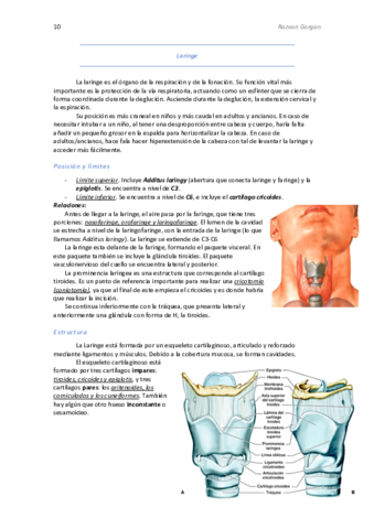 2.Laringe