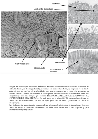 IMAGENES-MICROSCOPIO-seminario-citologia.pdf