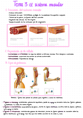 anatomia-TEMA-3.pdf