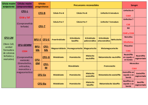 Tabla-hematopoyesis.pdf