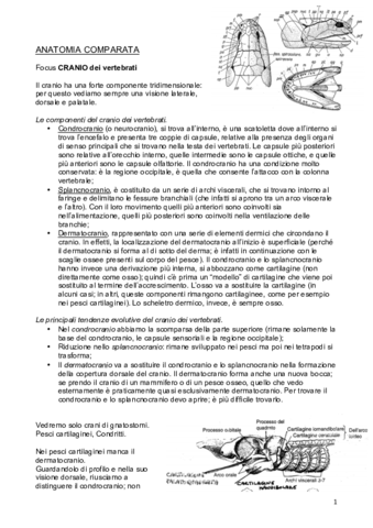 Cranio-PDF.pdf