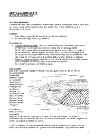 Sistema-Nervoso-PDF.pdf