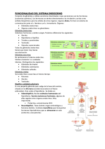 7-PDF-funcionalidad-del-sistema-endocrino.pdf