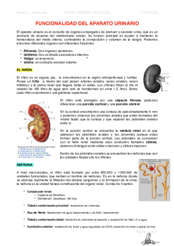 5-PDF-Funcionalidad-del-aparato-urinario.pdf