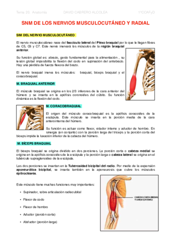 20-PDF-SNM-de-los-nervios-musculocutaneo-y-radial.pdf