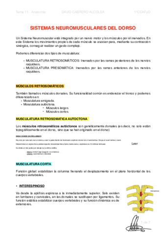 11-PDF-Sistemas-Neuromusculares-del-DORSO.pdf