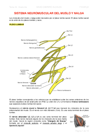 24-PDF-SNM-del-muslo-y-nalga.pdf