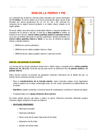 25-PDF-SNM-de-la-pierna-y-pie.pdf