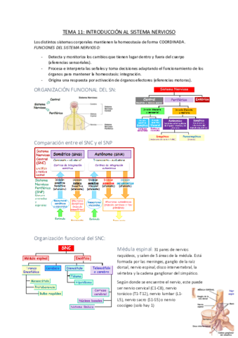 TEMA-11.pdf