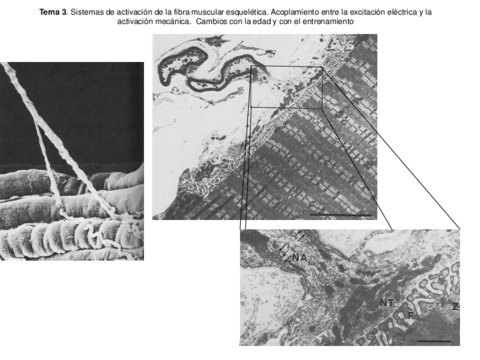 Tema-3-2019-Sistemas-de-activacion-de-la-fibra-muscular-esqueletica.pdf