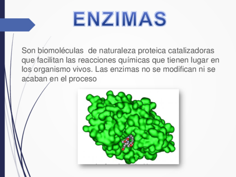 Enzimas.pdf