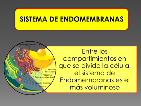 Sistema-de-endomembranas-parte-1.pdf