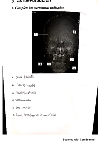 Radiologia-simple.pdf