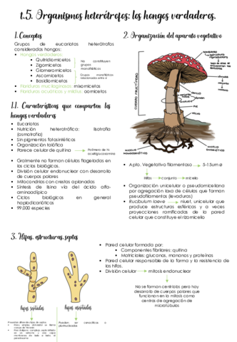 Tema-5-Hongos-verdaderos.pdf