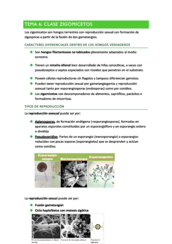 TEMA 6 - Zigomicetos.pdf