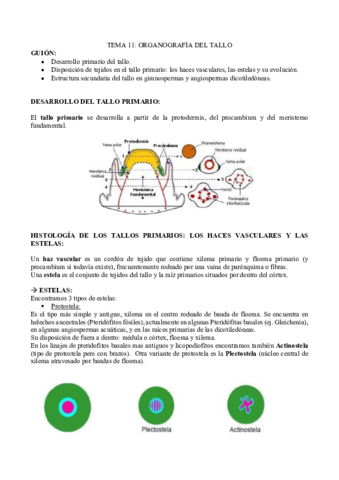 TEMA-11.pdf