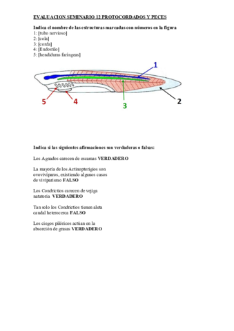 EVALUACION-SEMINARIO-12-PROTOCORDADOS-Y-PECES.pdf