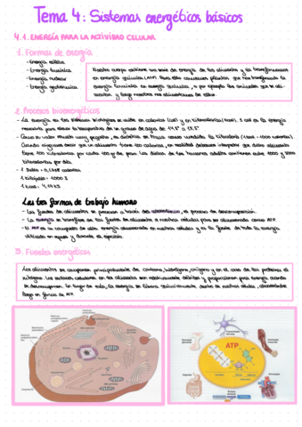 anatomia-tema-4.pdf