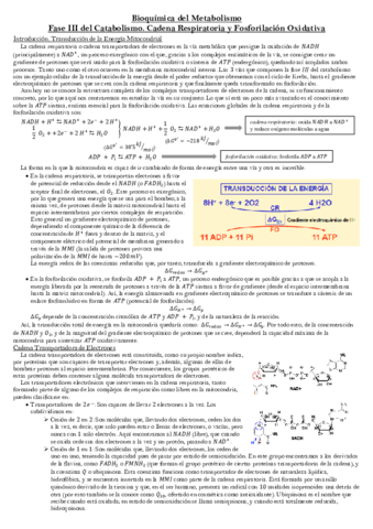 Fase-III-del-Catabolismo.pdf