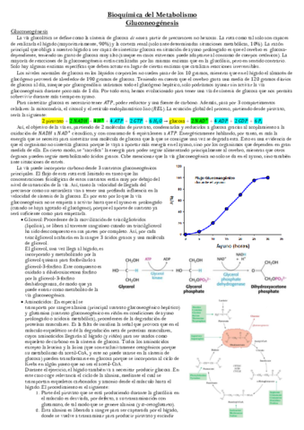 Gluconeogenesis.pdf