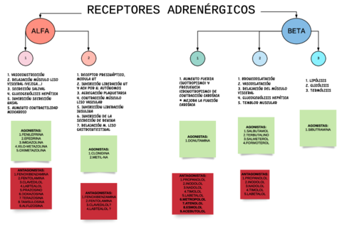 TEMA-19-F-RECEPTORES-adrenergicos.pdf
