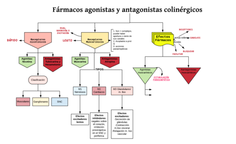 esquema-F-agonistas-y-antagonistas-colinergicos.png