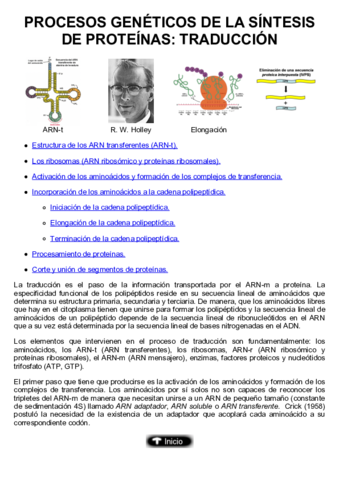 Miniatura del documento 10-Procesos genéticos de la síntesis de proteínas-la traducción.pdf