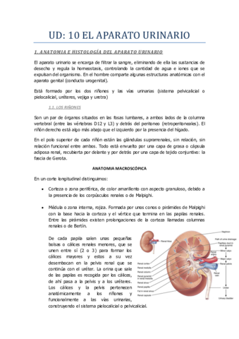 UD-9-Aparato-urinario.pdf