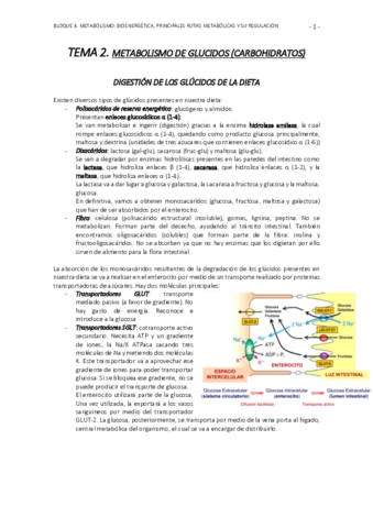 U4-T2-apuntes-glucidos. pdf