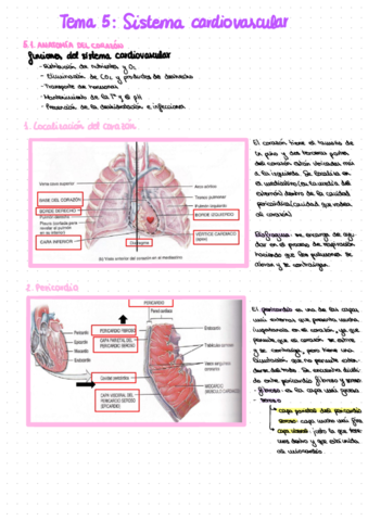 anatomia-tema-5.pdf