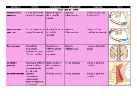 TABLA-MUSCULOS-DEL-BRAZO.pdf