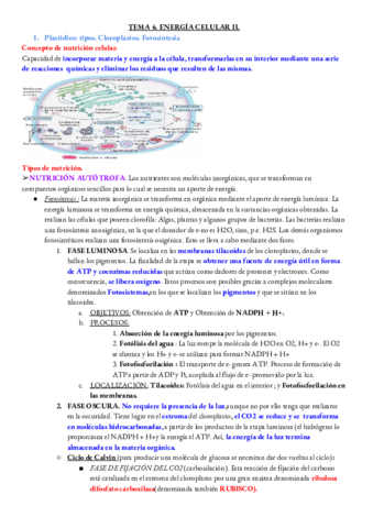 BIOLOGIA-TEMA-6.pdf