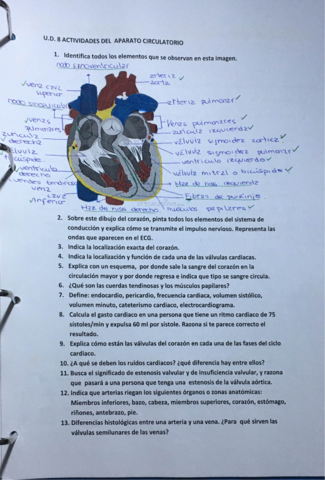 ACTIVIDADES-TEMA-8-fisio.pdf